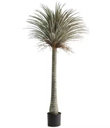 YUCCA TEKLİ 210CM