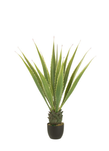 LISA DEV AGAVE / 115 cm