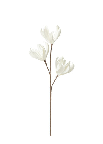 MAGNOLIA DAL / 94 CM