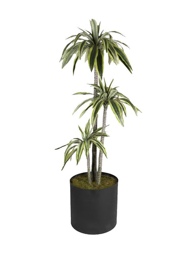 DRACAENA 170CM BİTKİ