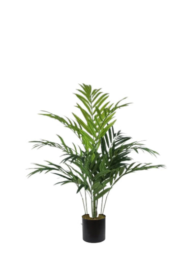 KENTIA PALM ÜRETİM SAKSILI / 180 CM