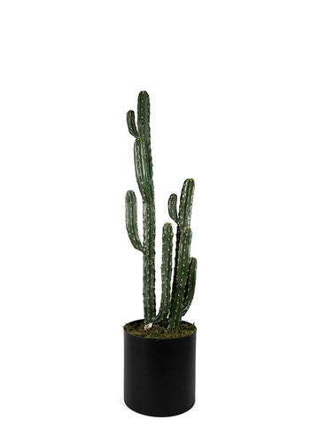 KAKTÜS / 143 CM