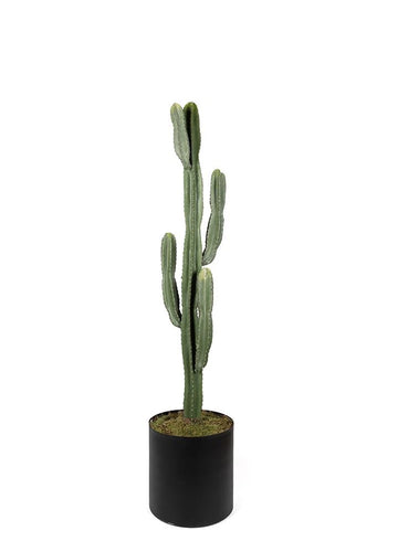KAKTÜS / 155CM