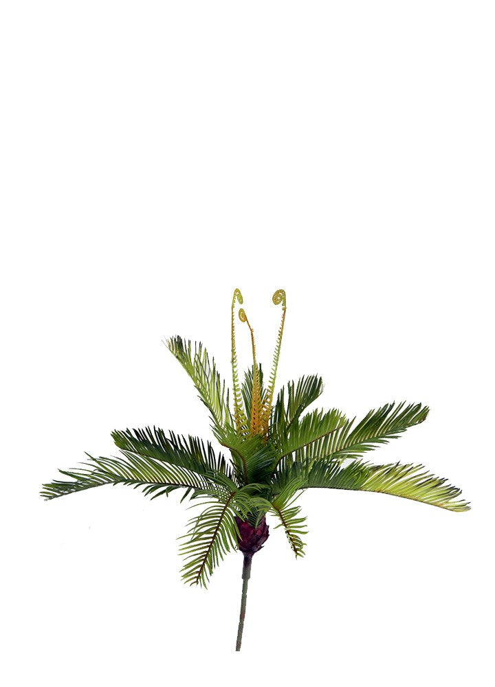 CYCAS DAL / 40CM