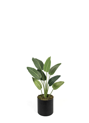 STARLİÇE REAL TOUCH 120CM * 8 LVS ÜRETİM SAKSILI