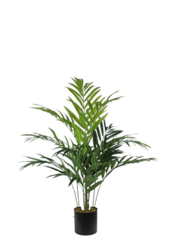 KENTIA PALM SAKSISIZ / 180 CM