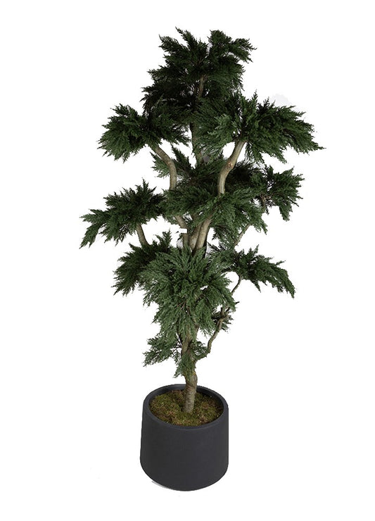 UV BONSAI-ÇAM SAKSILI / 180 CM