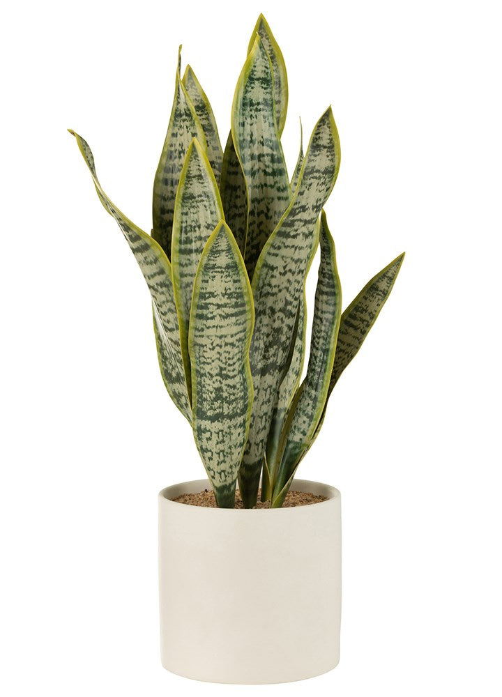 SAKSIDA SANSEVERİA / 59 CM 