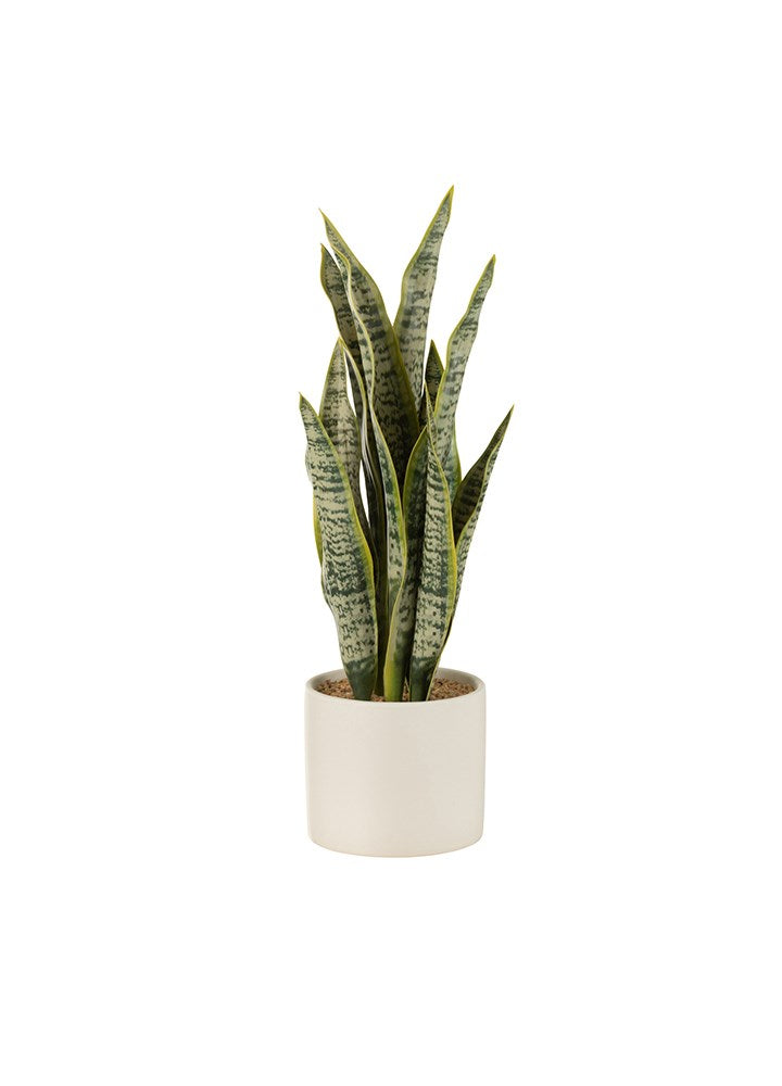 SAKSIDA SANSEVERİA / 36 CM 