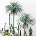 YUCCA TEKLİ 210CM