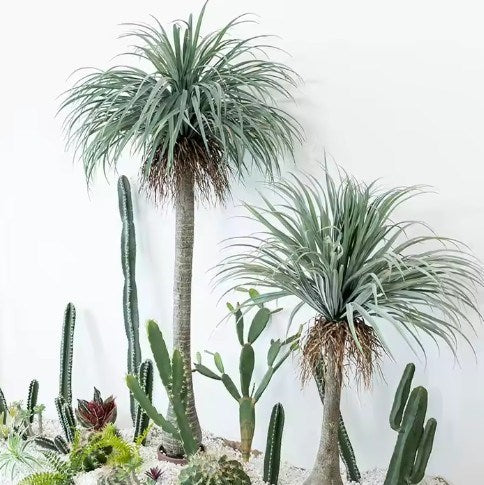 YUCCA TEKLİ 210CM