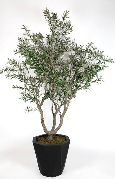 ZEYTİN AĞACI 230CM