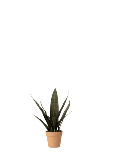 SANSEVERIA KOYU / L