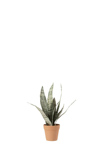SANSEVERIA AÇIK / L