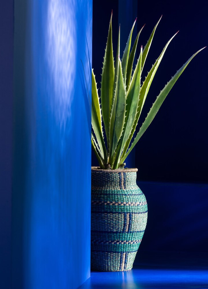 LISA DEV AGAVE / 115 cm