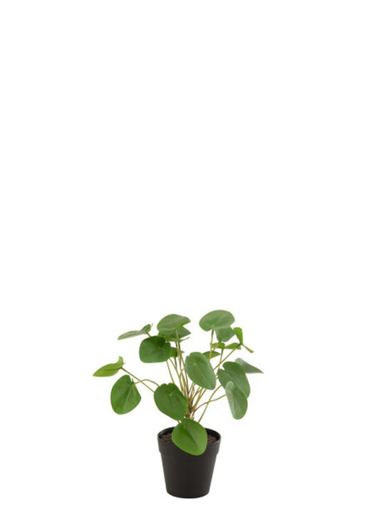 PILEA YAPAY BİTKİ