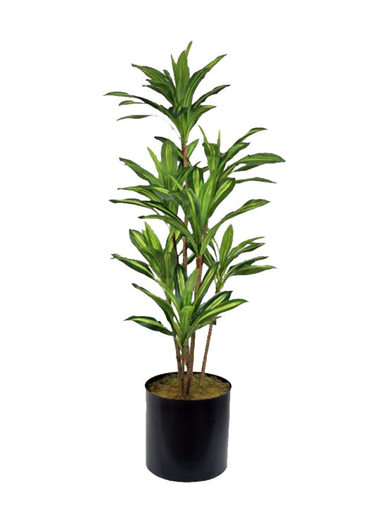 DRACAENA 180CM