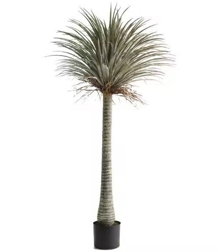 YUCCA TEKLİ 210CM