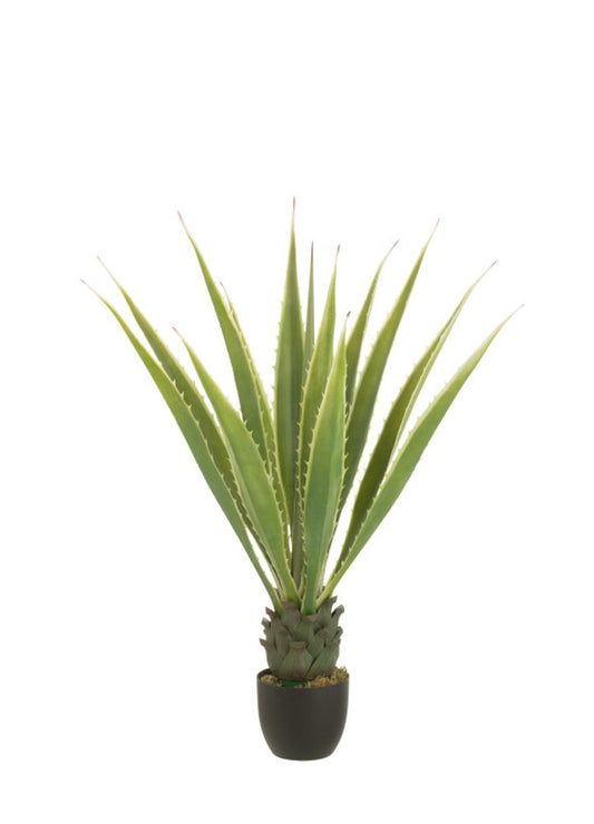 LISA DEV AGAVE / 115 cm