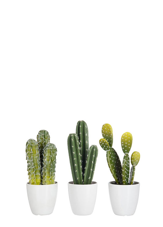 SAKSILI ÜÇ DAL KAKTÜS / DİKENSİZ