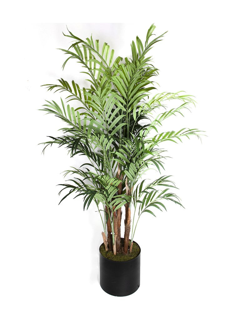 KENTIA PALM 240 CM SAKSILI