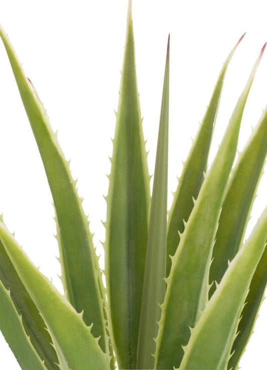LISA DEV AGAVE / 115 cm