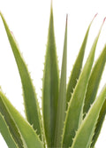 LISA DEV AGAVE / 115 cm