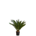 SAKSILI JELLI CYCAS