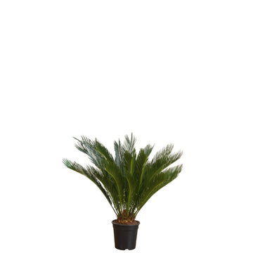 SAKSILI JELLI CYCAS