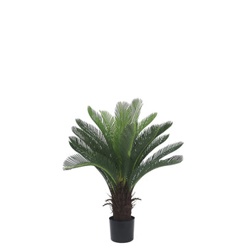 SAKSILI JELLI CYCAS