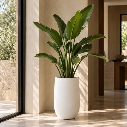 SIRIUS POT BEYAZ SAKSI 36*36*60 CM