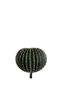 TOP KAKTÜS / 33CM