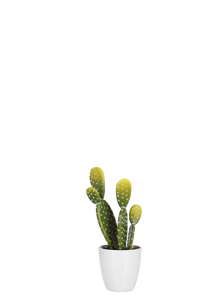 SAKSILI OPUNTIA KAKTÜS