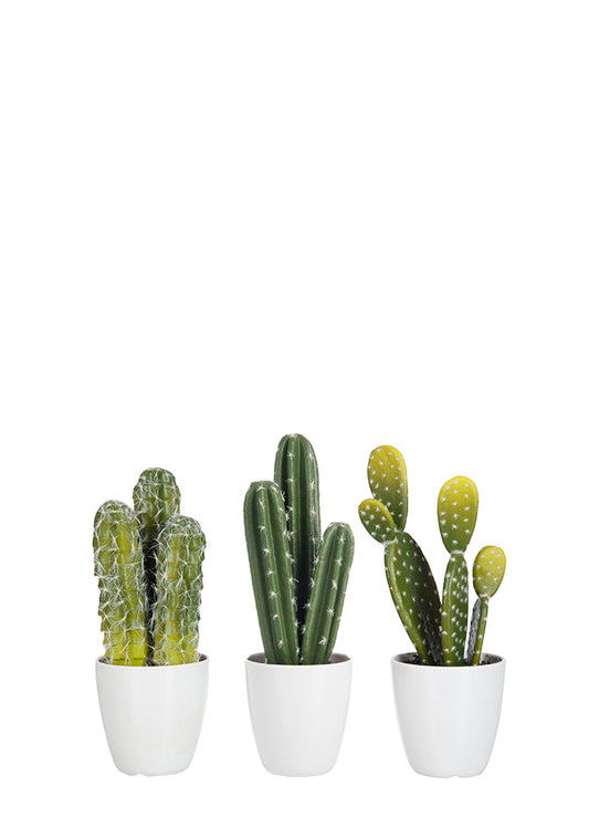 SAKSILI OPUNTIA KAKTÜS