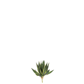 MİNİ AGAVE