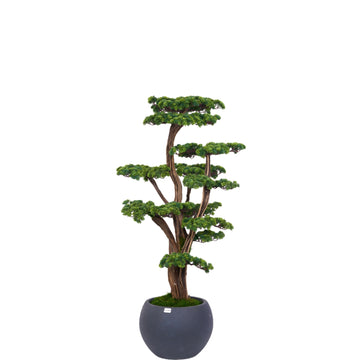 BONSAİ 150CM AĞAÇ SAKSILI