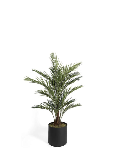 AREKA / 180CM ÜRETİM SAKSILI