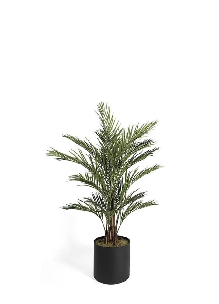 AREKA / 180CM ÜRETİM SAKSILI