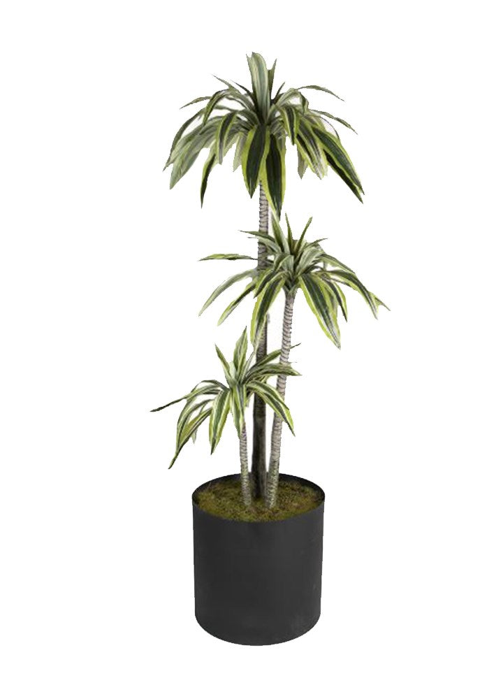 DRACAENA 170CM BİTKİ