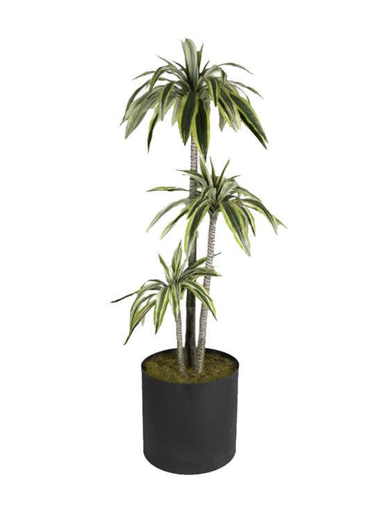 DRACAENA 170CM BİTKİ