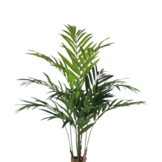 KENTIA PALM SAKSISIZ / 180 CM 