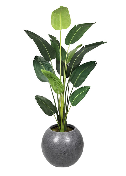 STARLİÇE 13 LVS SAKSILI / 260 CM
