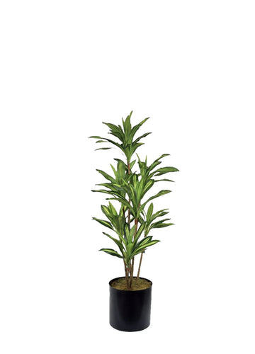 DRACAENA 180CM / BİTKİ