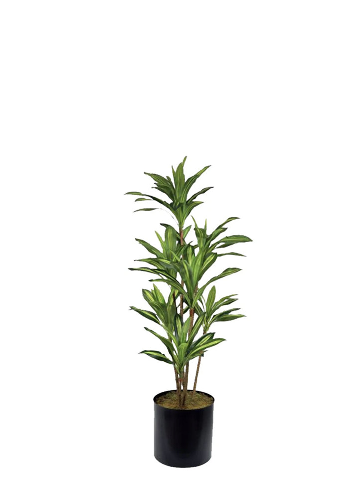 DRACAENA 180CM / BİTKİ