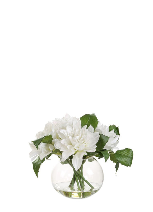 CAM VAZODA DAHLIA