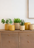 PILEA YAPAY BİTKİ