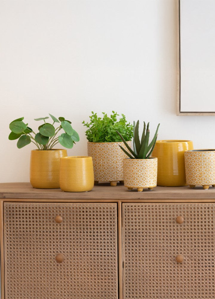 PILEA YAPAY BİTKİ