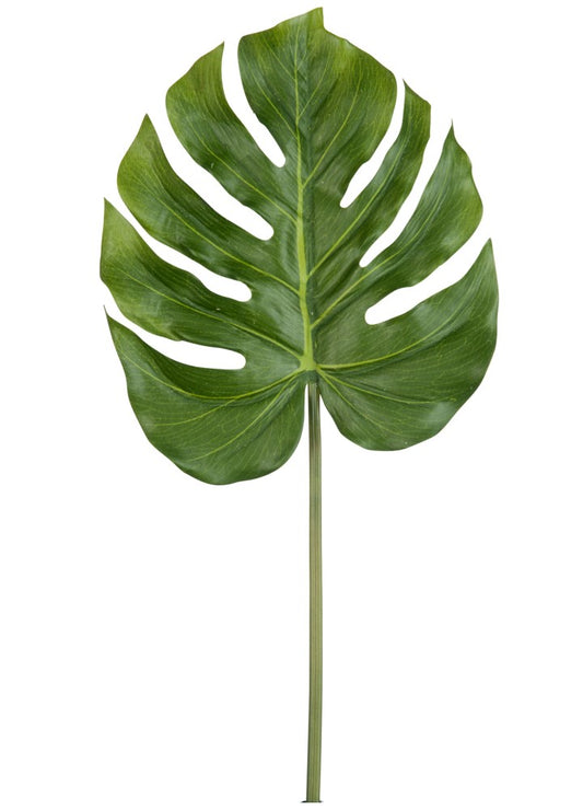 MONSTERA YAPRAK DAL