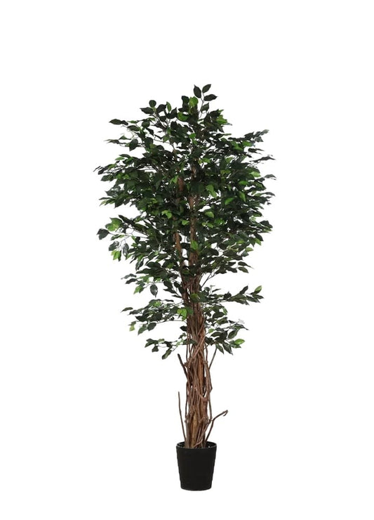 FICUS TREE 190CM