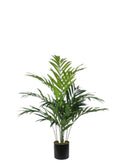 KENTIA PALM ÜRETİM SAKSILI / 180 CM